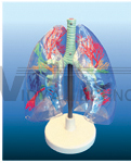 The model of transparent pulmonary segments